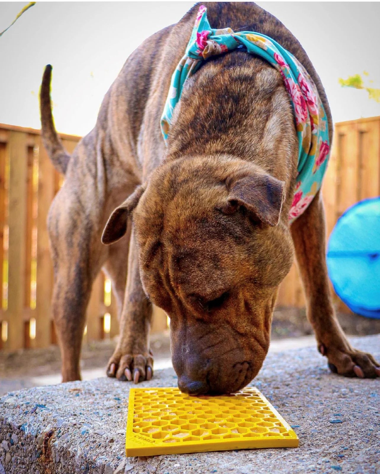 Lick Mat - Honeycomb 5x7