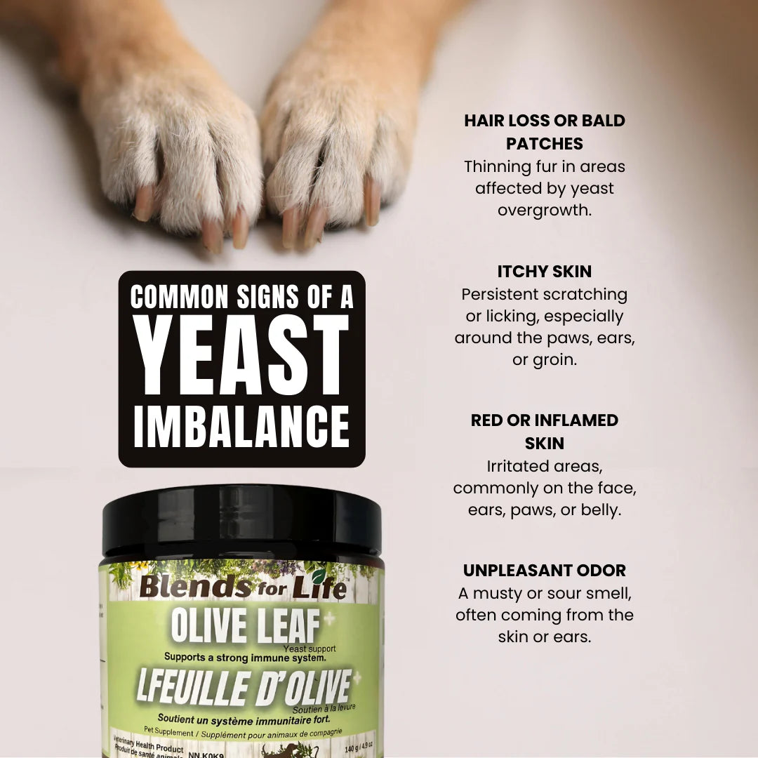 Olive Leaf + - Blends for Life