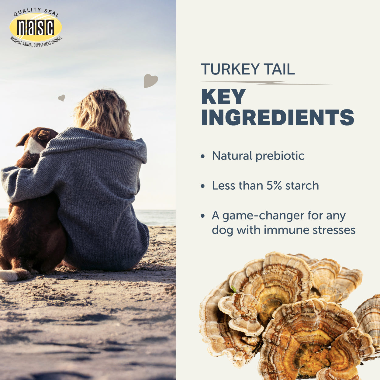 Turkey Tail Mushrooms