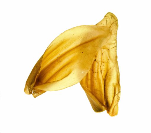 Beef Ears - XL