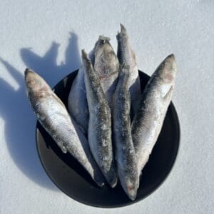 Herring